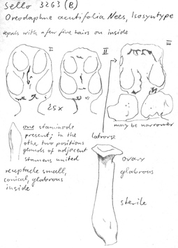 Vorschaubild Oreodaphne acutifolia Nees